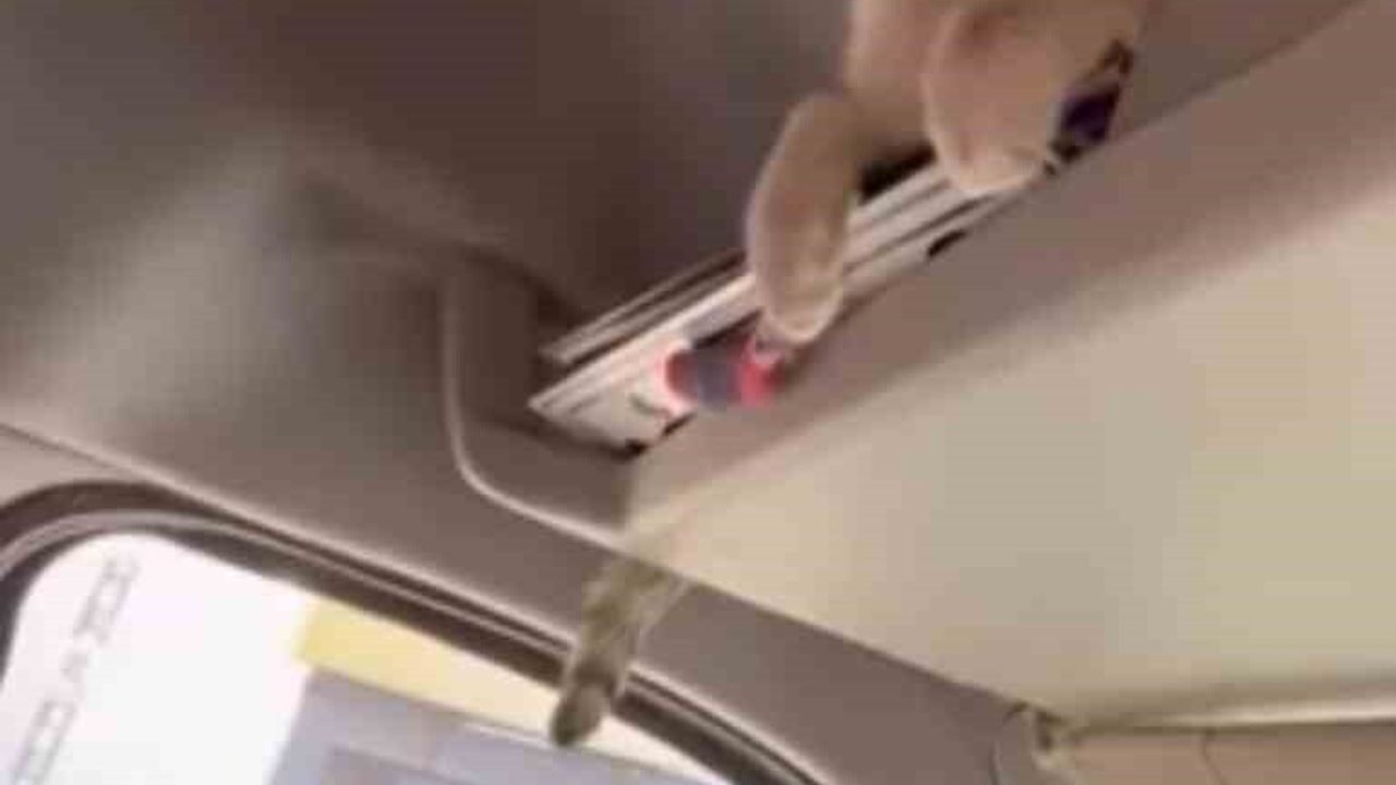 Yüksekova'da Şoförün Duyarlılığı: Donmak Üzereki Kedi Kurtarıldı