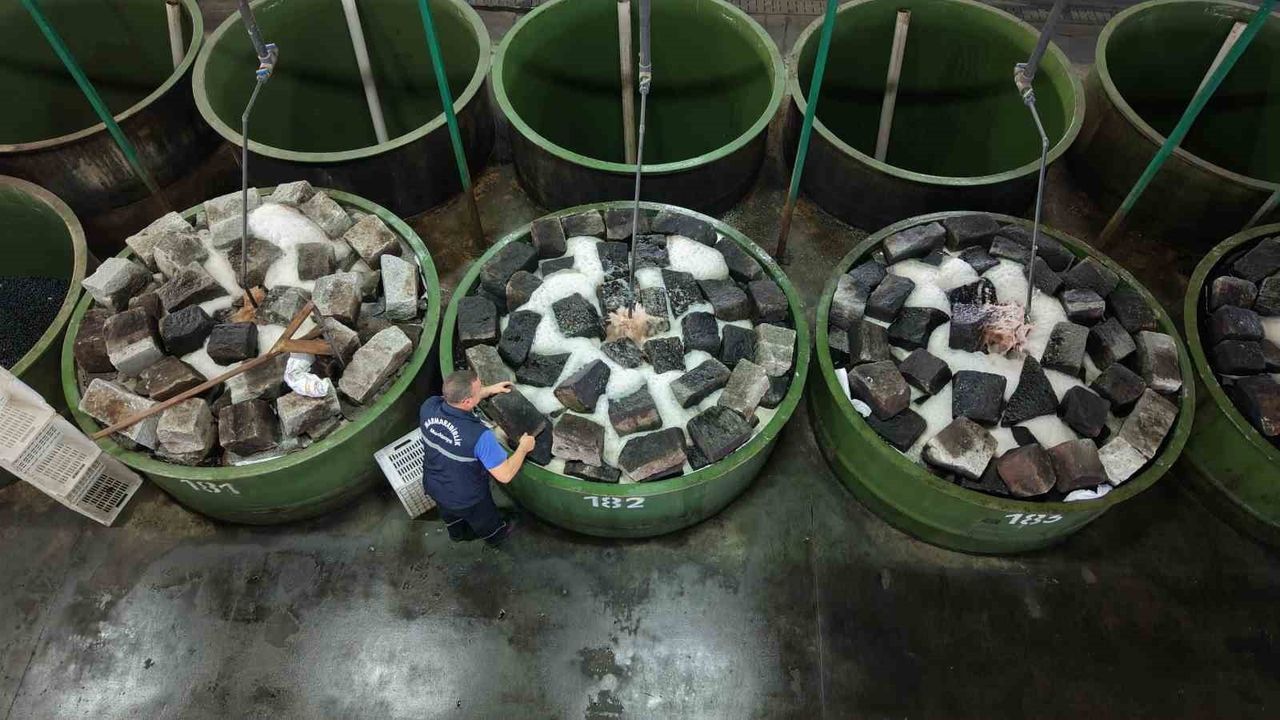 Zeytin Hasadı Başladı — Marmarabirlik 70 Bin Ton Alım ve 50 Milyon Dolar İhracat Hedefi