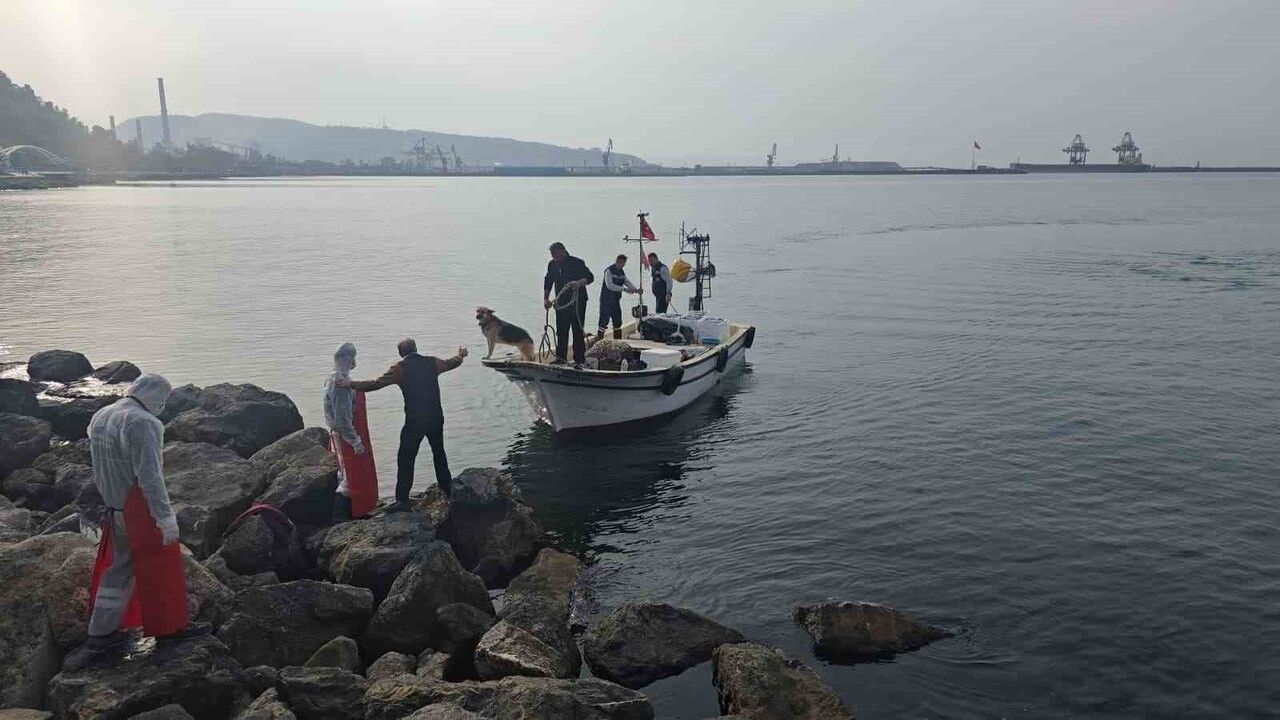 Zonguldak Ereğli'de 16. Hamsi Festivali'ne Büyük İlgi