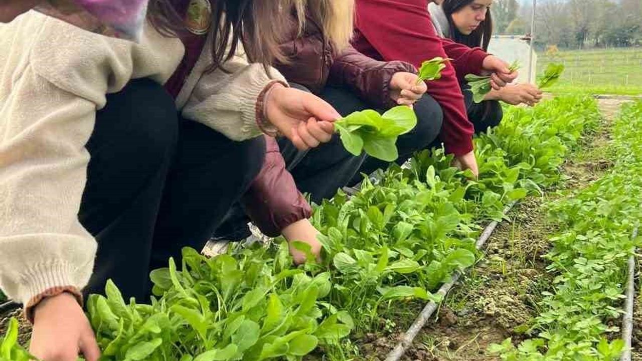 Zonguldak Tarım Lisesi Öğrencileri Tere ve Roka Hasadı Yaptı