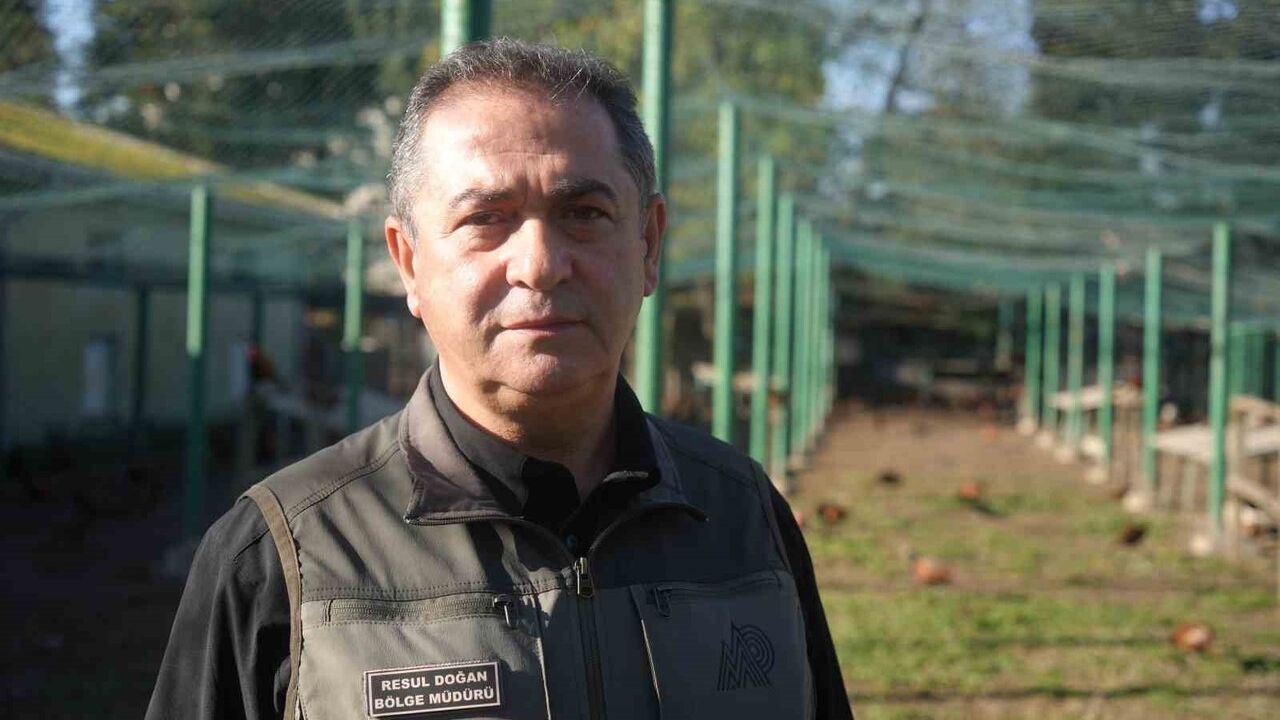 2025'te 3 bin sülün: Samsun'da kahverengi kokarcaya biyolojik mücadele