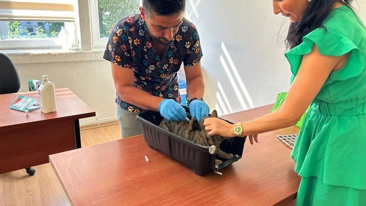 Adana'da 2025'te 3 bin 865 kedi ve 3 bin 577 köpeğe mikroçip takıldı