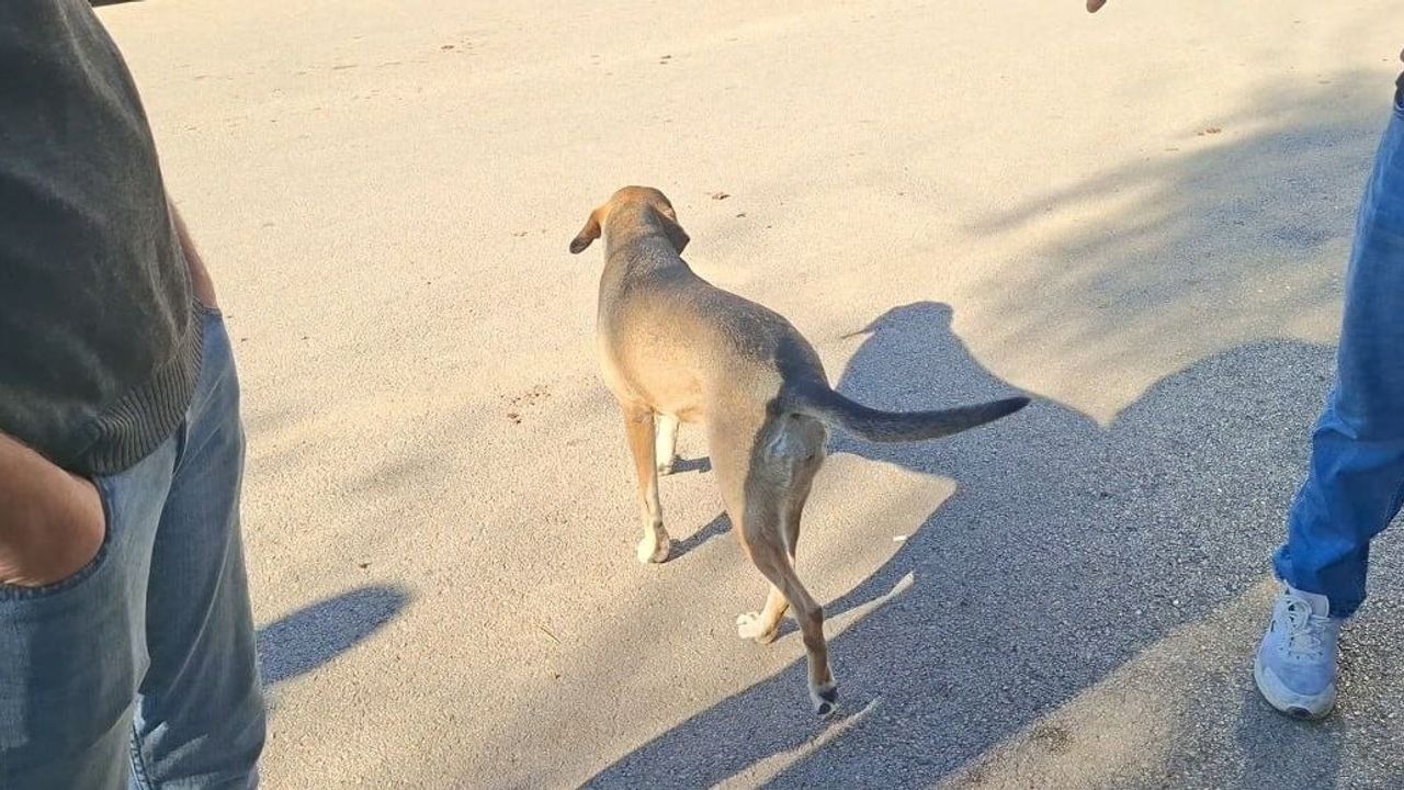 Adana'da 3 Gün Ağaçta Mahsur Kalan Kedi İtfaiye Tarafından Kurtarıldı