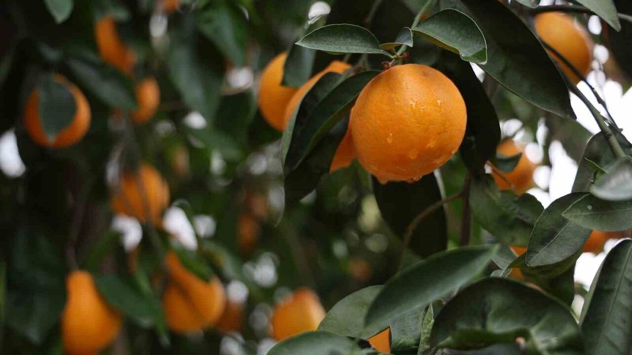 Adana'da 4 Günlük Yağmur Çukurova Çiftçisine Can Suyu Oldu