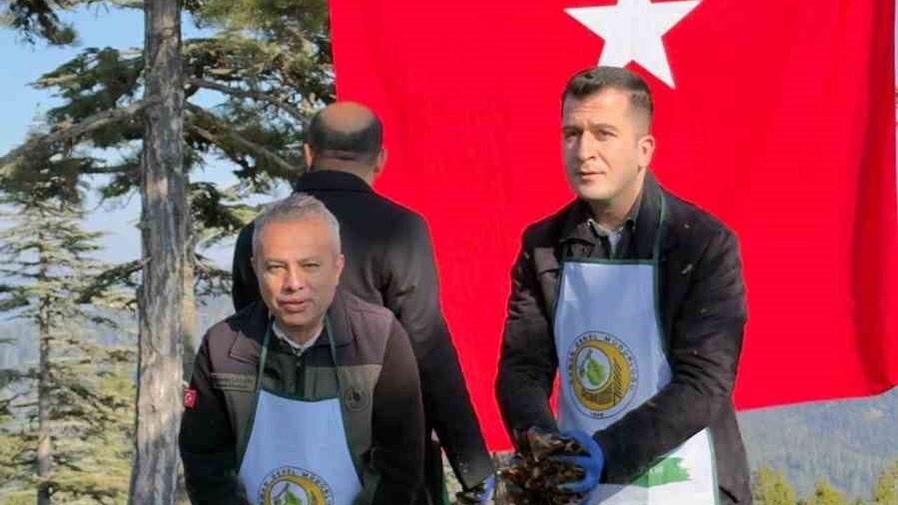 Adana'da 50 Ton Sedir Tohumu Toprakla Buluştu