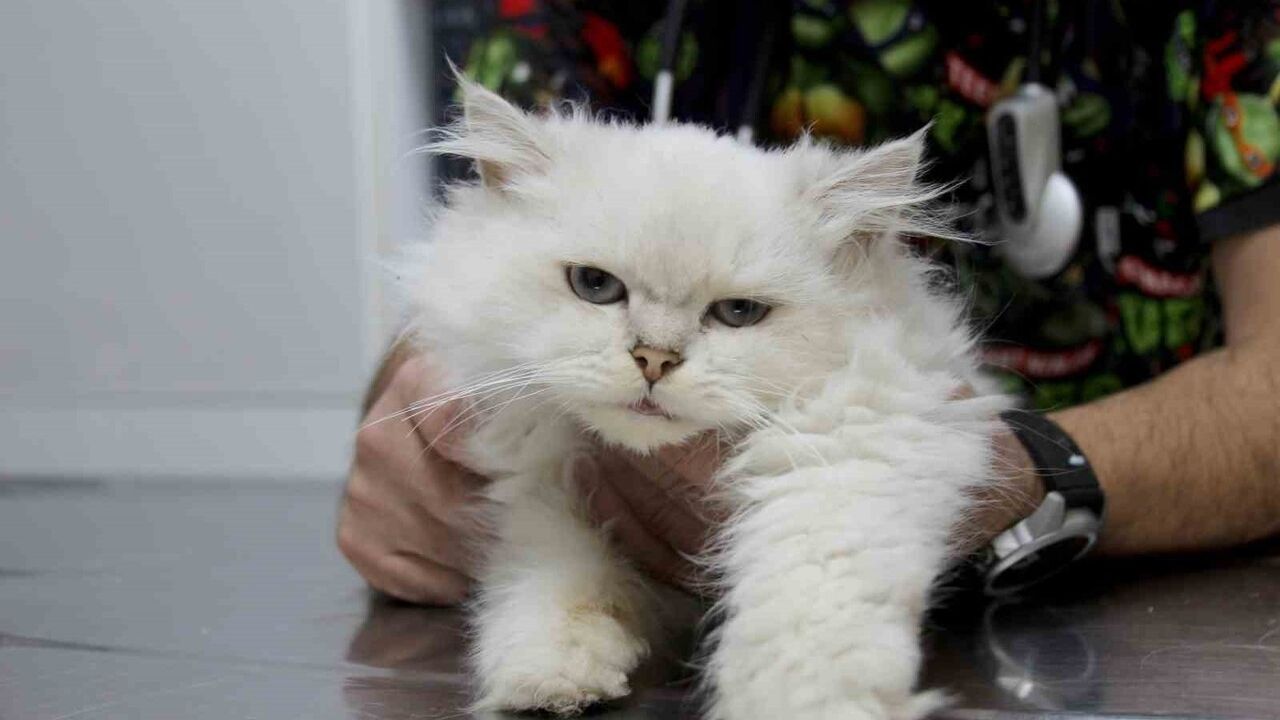 Adana'da 6 aylık British Longhair'ta dünyada ilk 'Genital Anomali' operasyonu