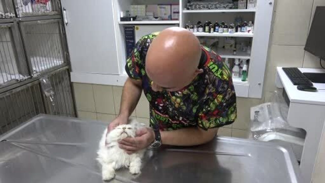 Adana'da 6 Aylık British Longhair'ta Nadir "Genital Anomali" Operasyonu