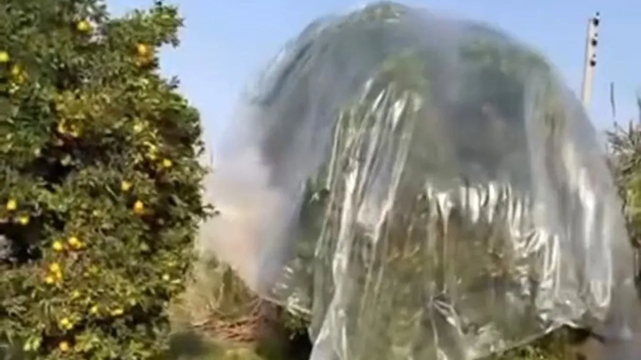 Adana’da Çiftçi Mandalinayı Yağmura Karşı Naylonla Korudu