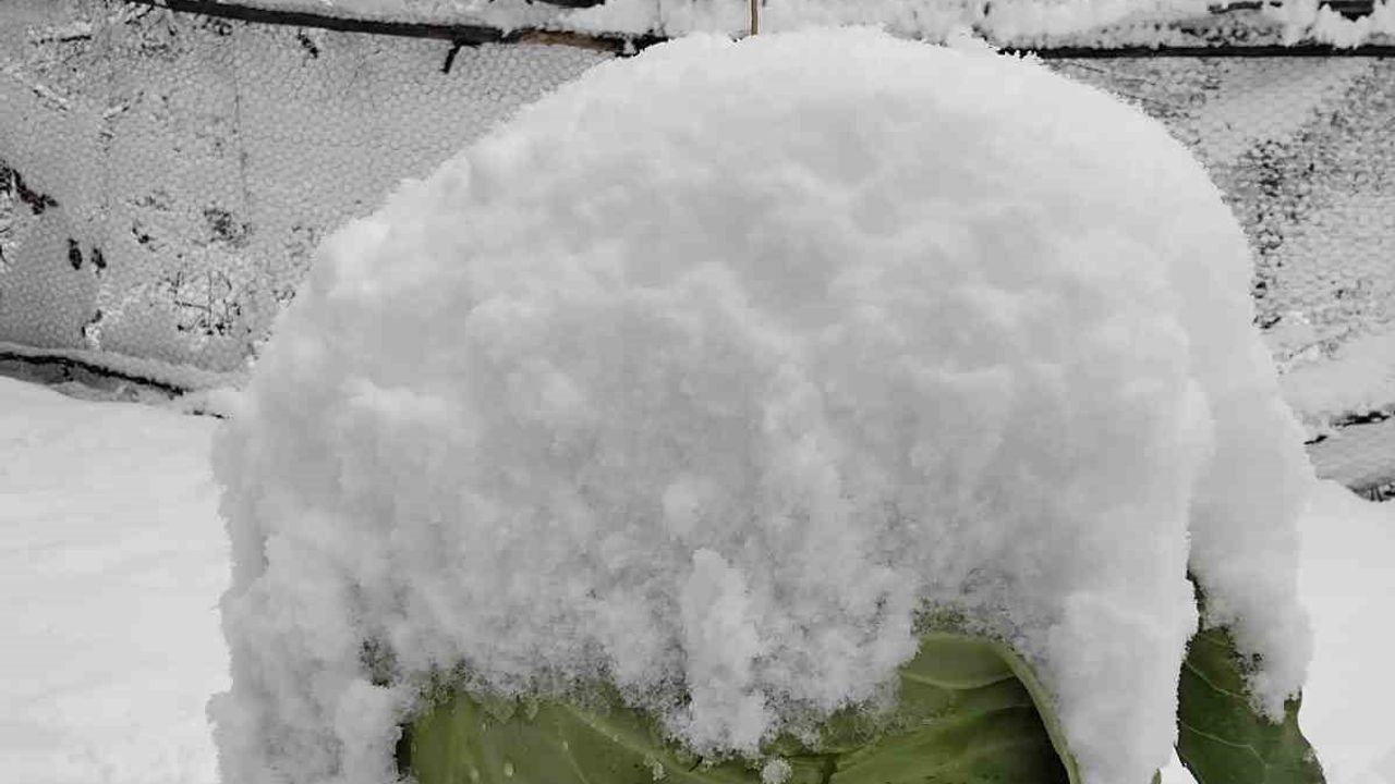 Adana'da Kar Sevinci: Feke, Saimbeyli, Tufanbeyli ve Kozan Beyaza Büründü