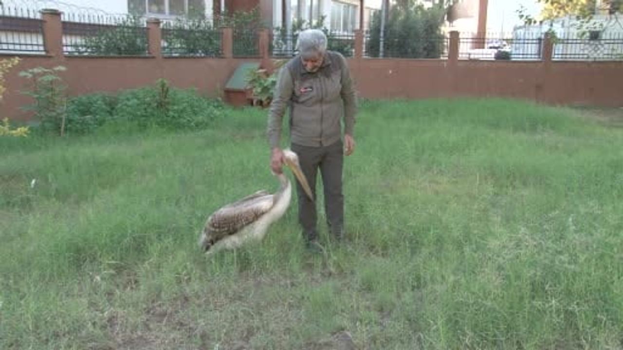 Adana'da Yaralı Pelikanın Görevliyle Kurduğu Sıcak Dostluk