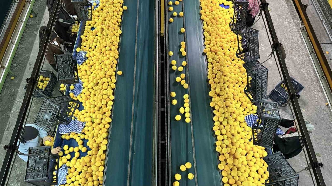 Adana'da Yeni Yıl Öncesi Narenciye Hasadı ve İhracat Hareketliliği