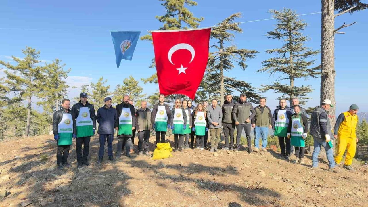 Adana Feke'de Karpelli Sedir Tohumu Ekimi Başladı