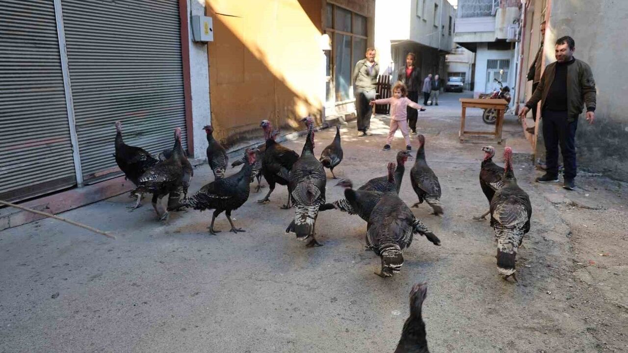 Adana Kozan'da Hindiler Çarşıda Gezdirilerek Satılıyor