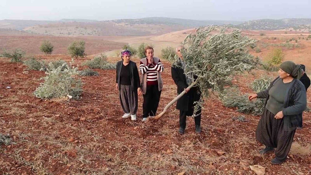 Adıyaman Besni'de 10 Bin Ağaç Kırılarak Yok Edildi
