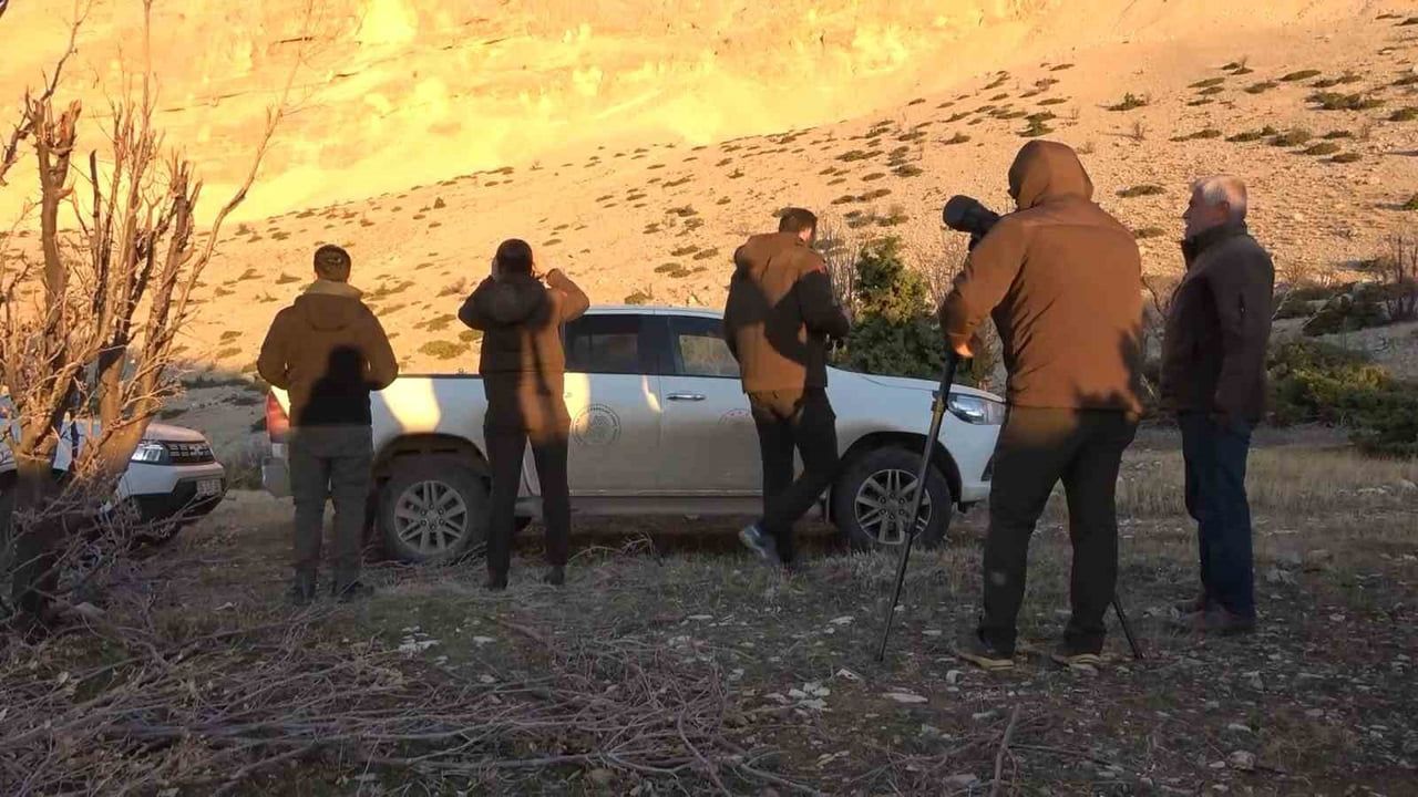 Adıyaman'da Yaban Keçisi Envanteri Başladı