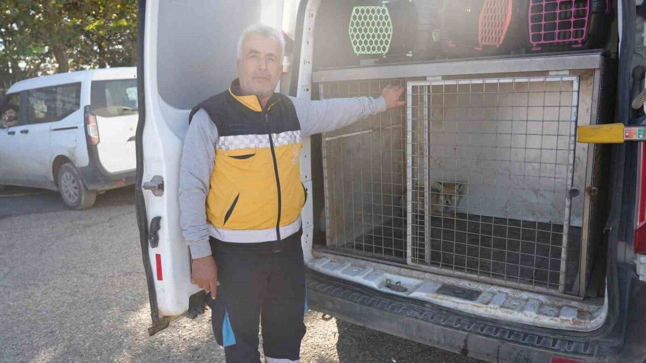 Adıyaman'da Yaralı Tilki 3 Haftalık Tedaviyle Doğaya Bırakıldı