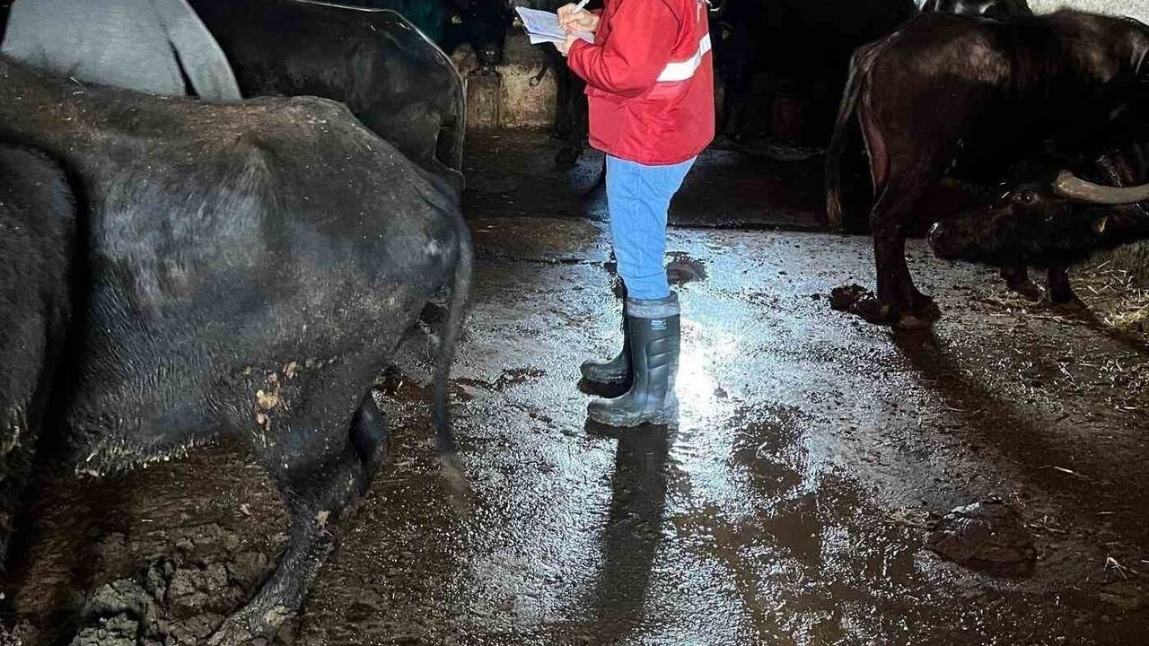Afyonkarahisar’da Halk Elinde Anadolu Mandasının Islahı Projesi Sürüyor