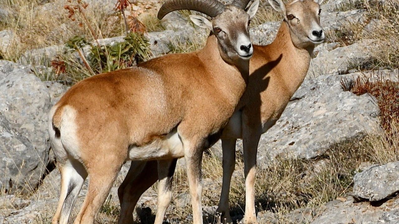 Afyonkarahisar Şuhut'ta Anadolu Yaban Koyunu üretimi sürüyor