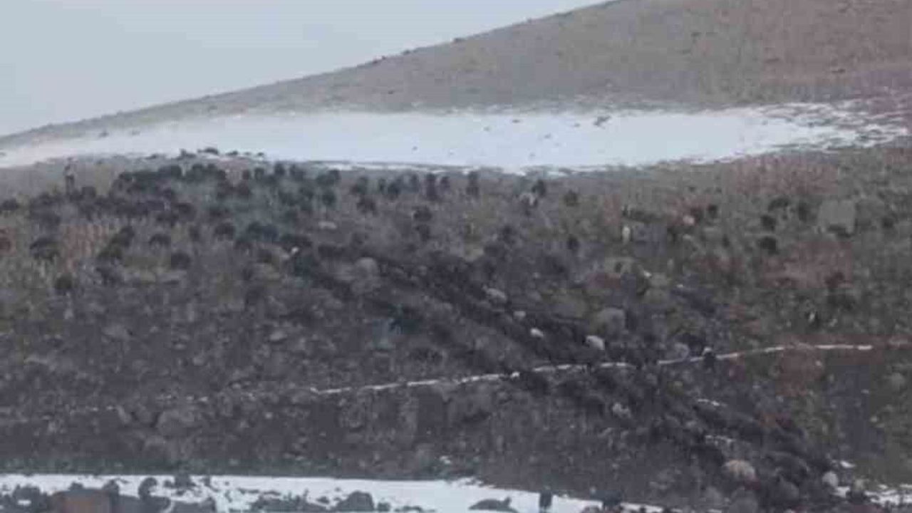 Ağrı'da Kar ve Tipi Ulaşıma Engel Oldu: 3 Köy Yolu Yeniden Açıldı
