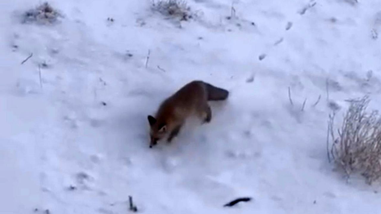 Ağrı Diyadin'de Aç Kalan Tilkiler İlçe Merkezine İndi