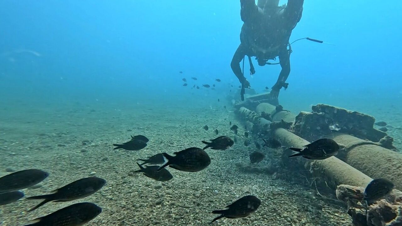 Akdeniz'de Kızıldeniz Göçü: Yerli Balıklar Baskılanıyor