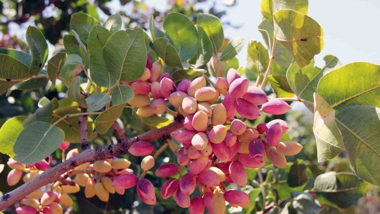 Akıncı: Antepfıstığı Lisanslı Depo Tebliği ile Depolama Süreçleri Yenilendi