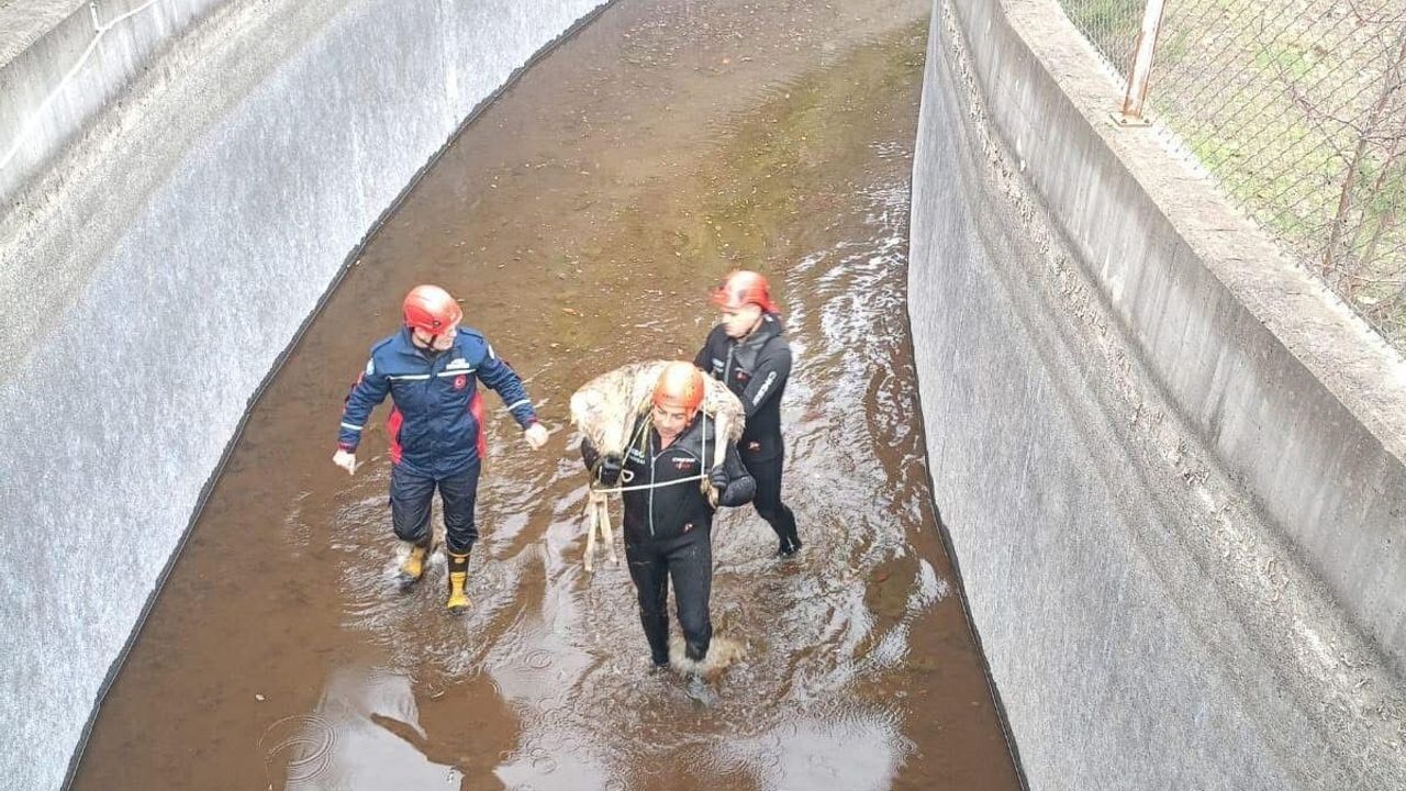 Akkuş’ta Su Kanalına Düşen Karaca İtfaiye Tarafından Kurtarıldı