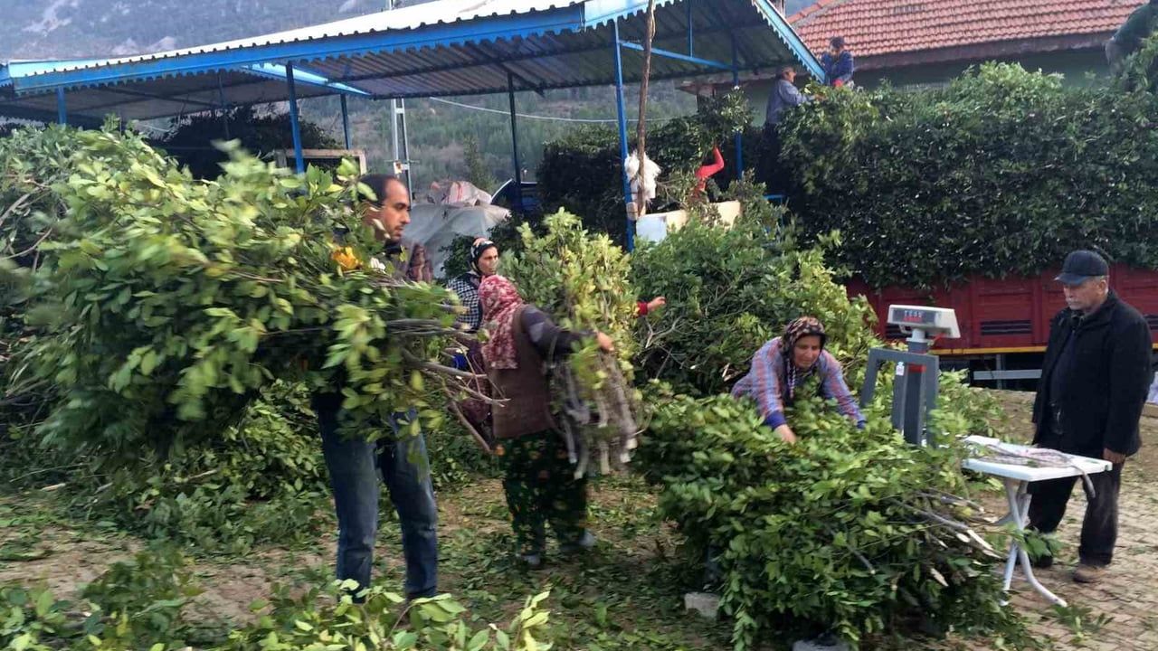 Akseki'de Defne Yaprağı Kilogramı 25 lira ile Köyün Geçim Kaynağı