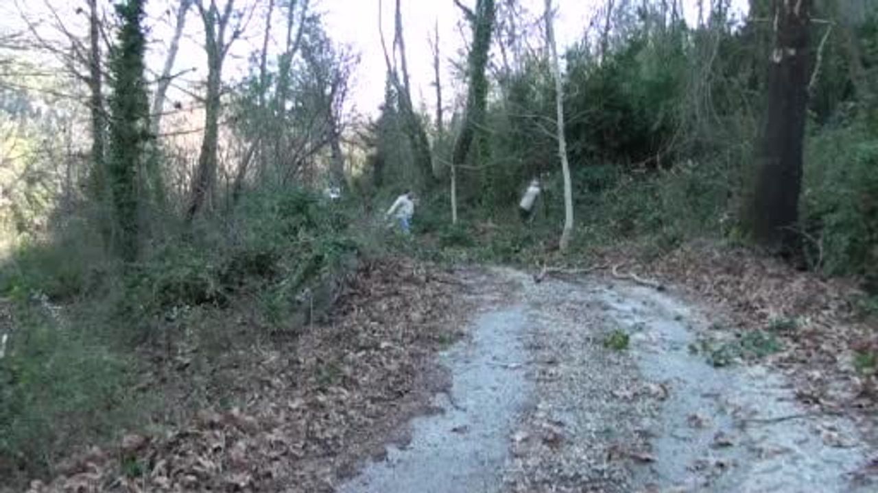 Akseki'den Avrupa'ya Defne Yaprağı: Köylüye 25 TL/Kg Gelir