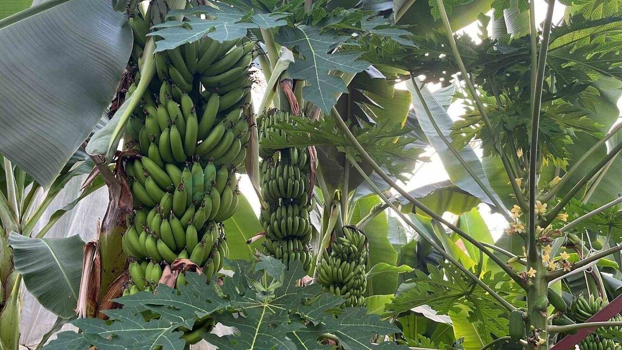 Alanya 40 Bine Yakın Üreticiyle Tropikal Meyve İhtiyacını Karşılıyor