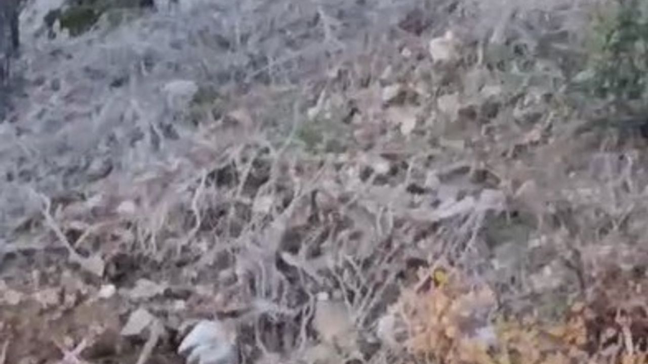 Alanya Uzunöz'de Kurt Görüntülendi