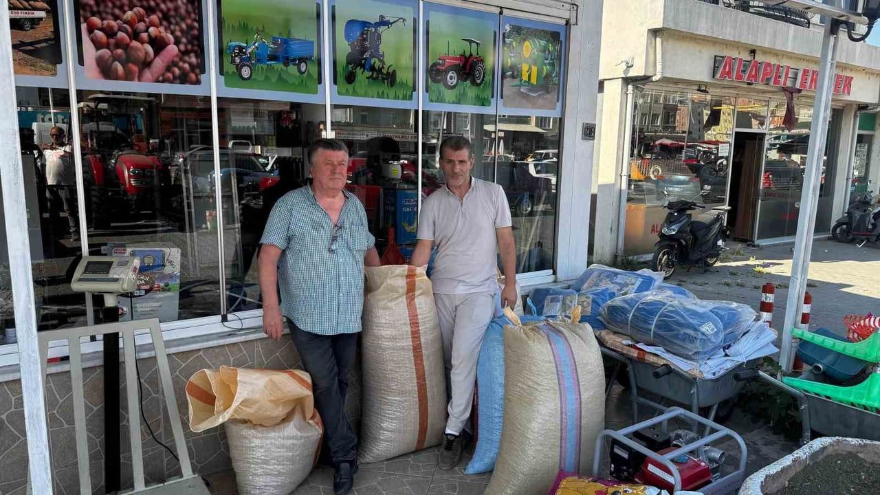 Alaplı'da fındık fiyatları yükseldi: 280 TL'ye çıktı