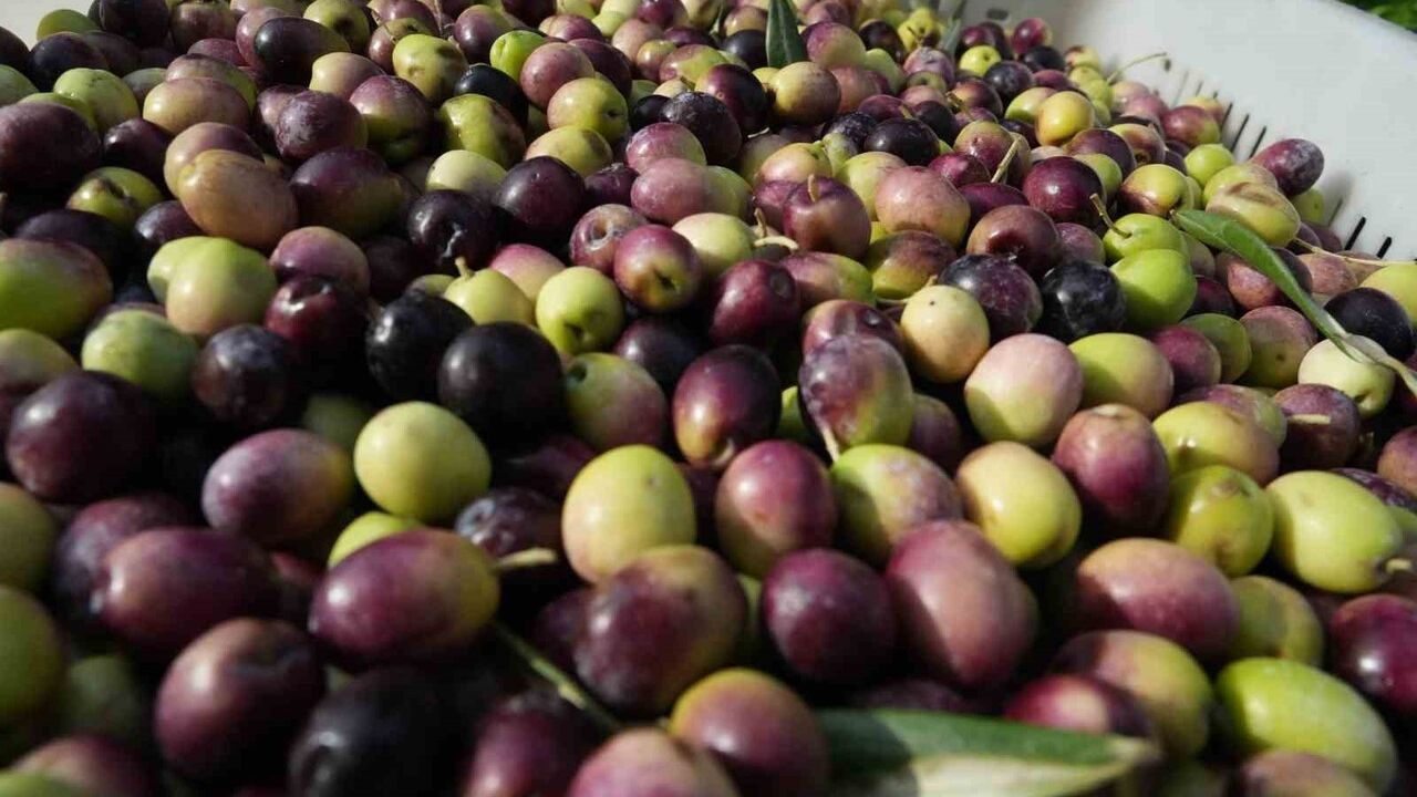 Ali Uçar: Zeytinyağında lisanslı depoculuk bir an önce hayata geçmeli