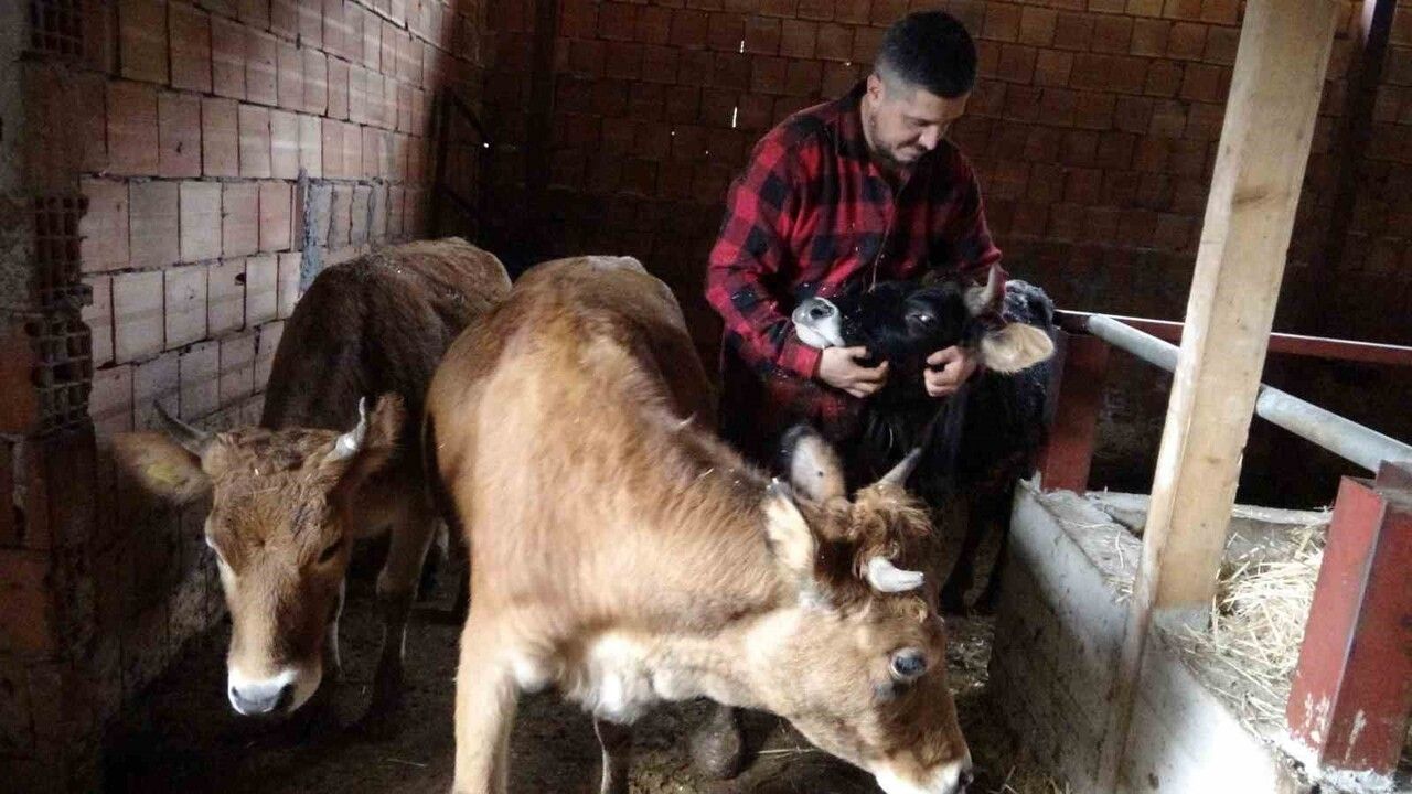 Almanya'dan Dönen Uğur Gedik, Tirebolu'da Çoban Oldu