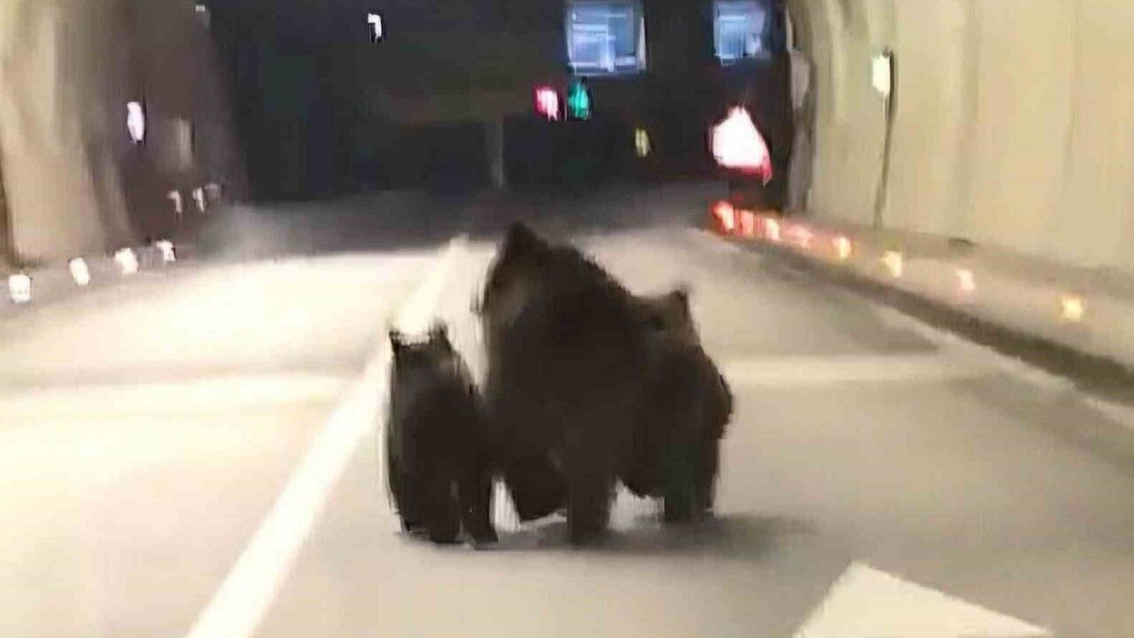 Amasra Tünelinde 3 Ayı Görüntülendi — 1100 Metrelik Tünelde Anne ve 2 Yavru