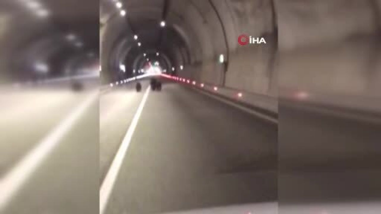 Amasra Tünelinde 3 Ayı Görüntülendi: 1100 Metrelik Tüneli Koşarak Geçtiler