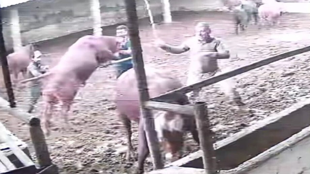 Amasya'da Boğa Besiciyi Boynuzuyla Yere Serdi: O Anlar Kamerada