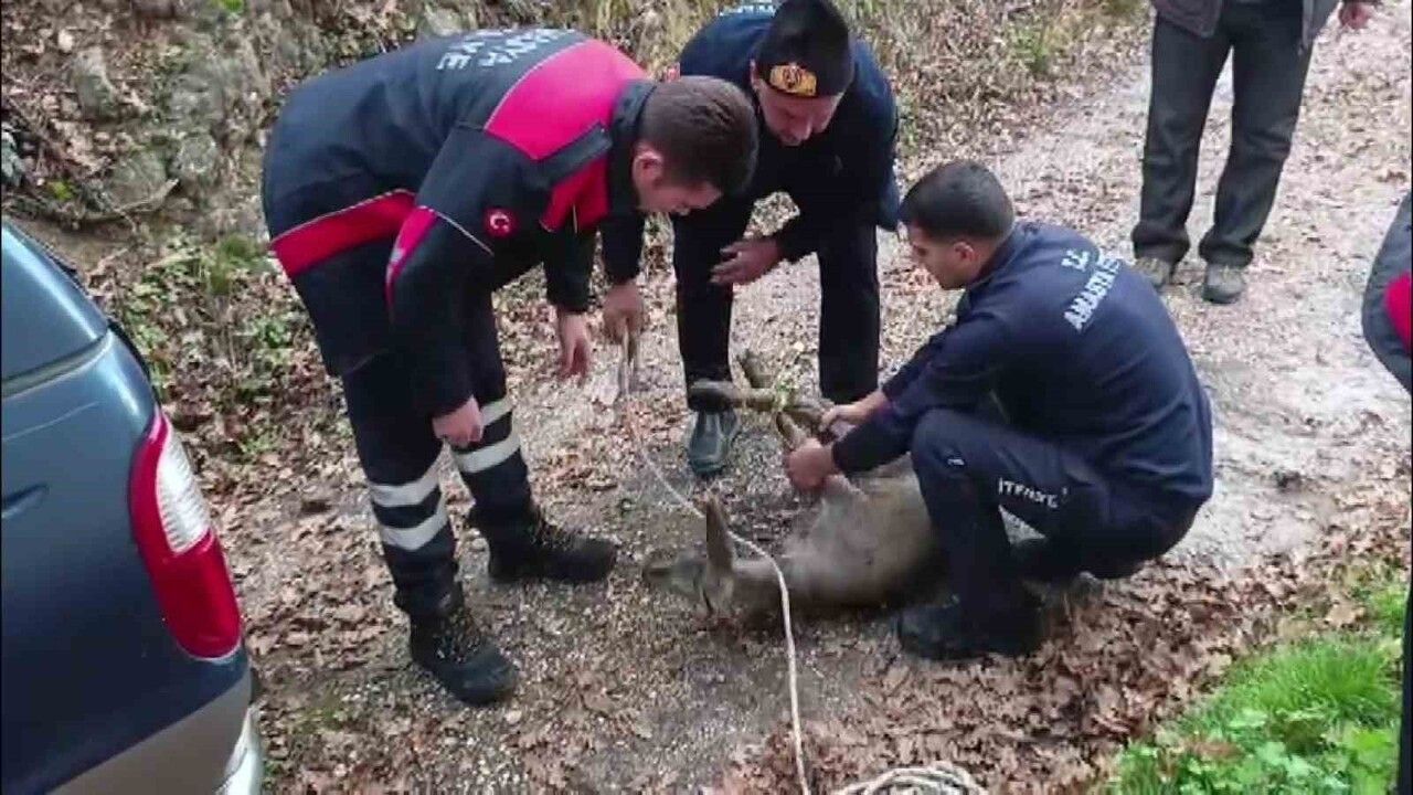 Amasya'da Boş Sulama Havuzuna Düşen Yavru Karaca İtfaiye ile Kurtarıldı