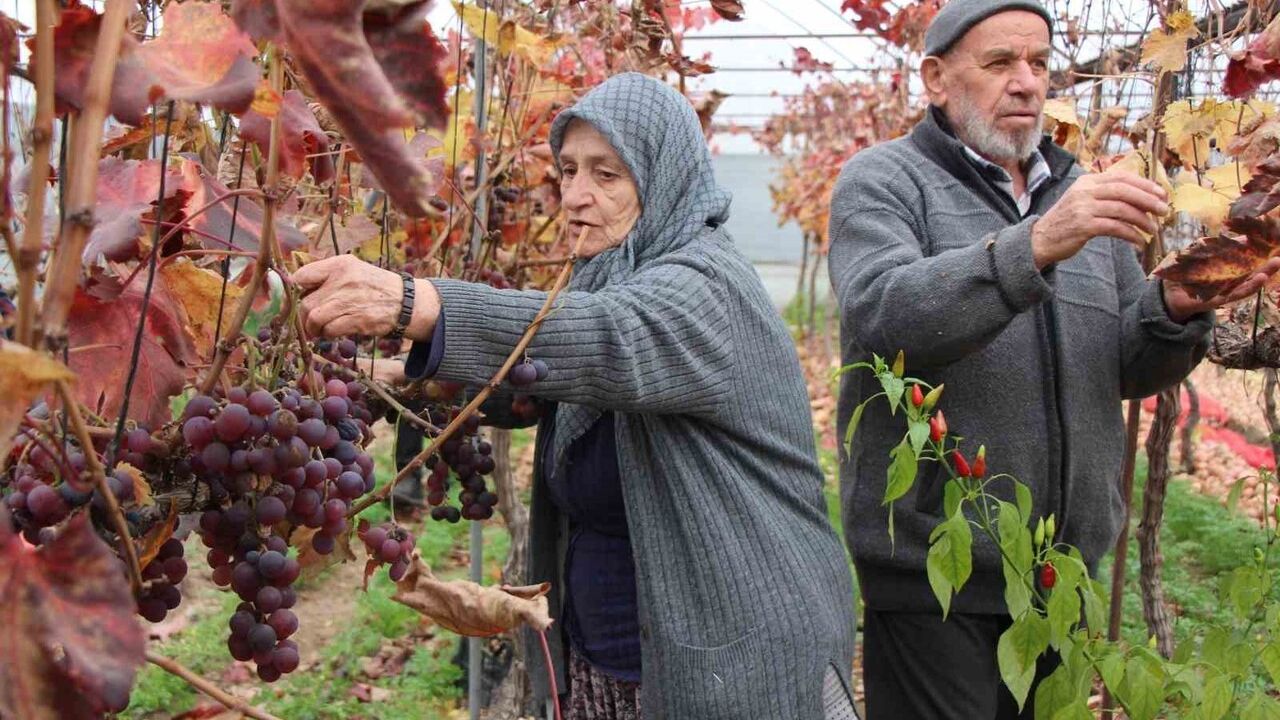 Amasya'da Feruziye Nine Serada Aralıkta da Üzüm Hasadı