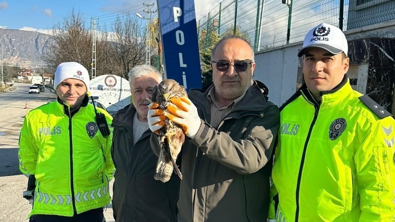 Amasya’da Yaralı Kızıl Şahin Polis Tarafından Koruma Altına Alındı