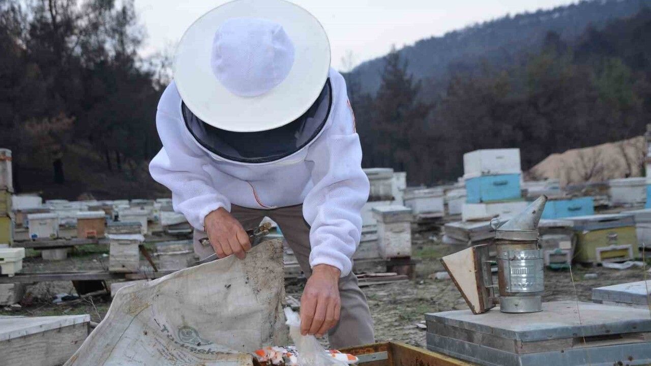 Ana Arı Üretiminde Büyük Başarı: Bilecik’li Arıcı Bayram Özçanak 1.000 Ana Arıyı Türkiye’ye Gönderiyor