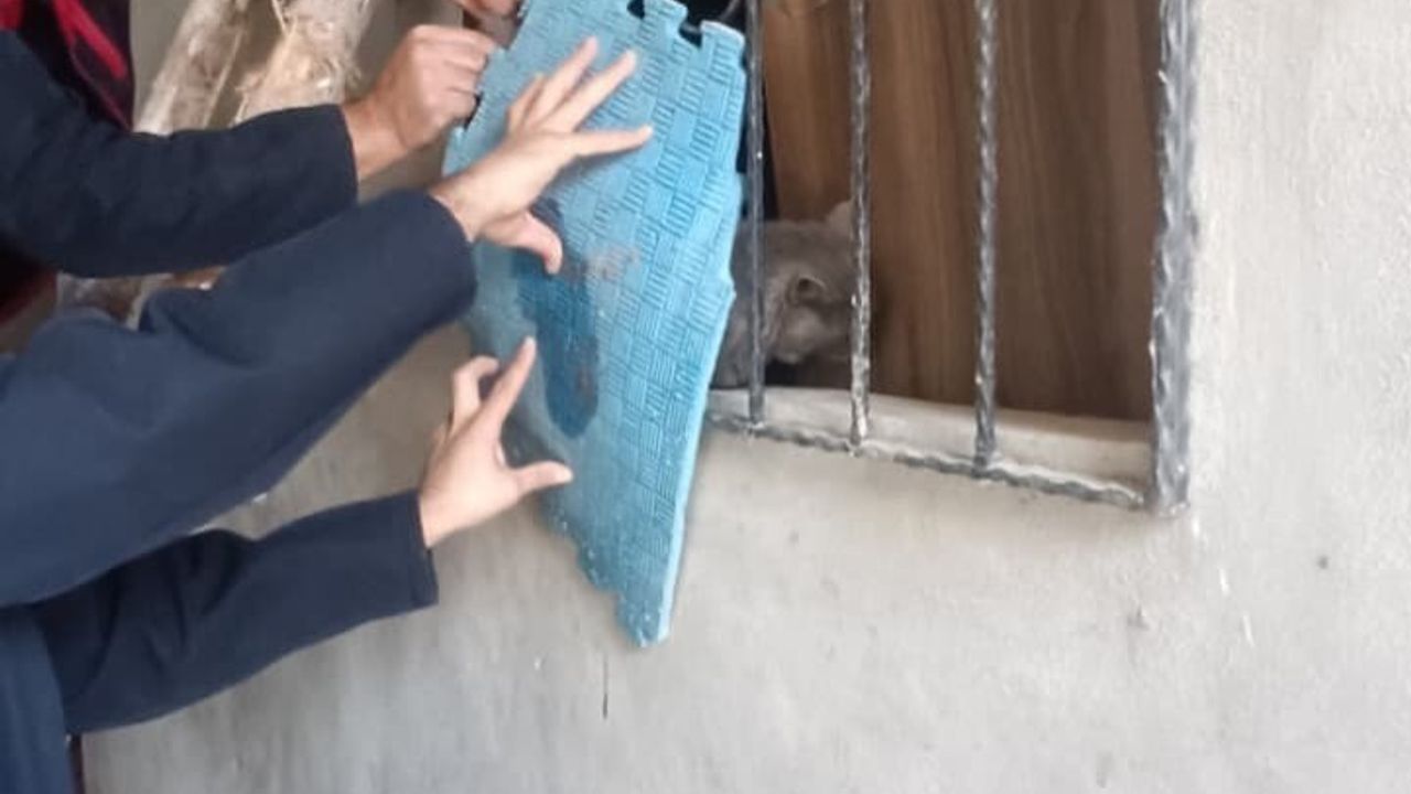 Antakya'da İtfaiye Operasyonuyla Demir Korkuluktan Kedi Kurtarıldı
