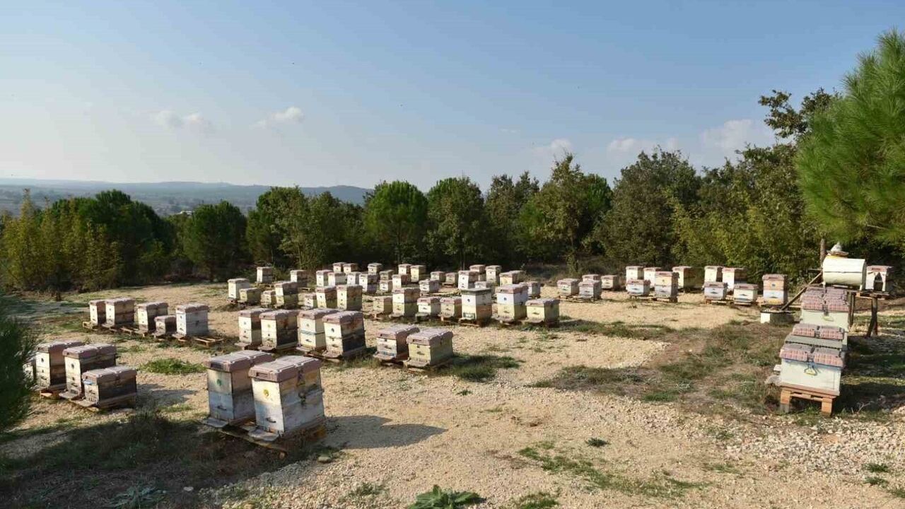 Anzer Balı: Yılda 10 Ton Üretiliyor, 100 Ton Sahte Piyasada