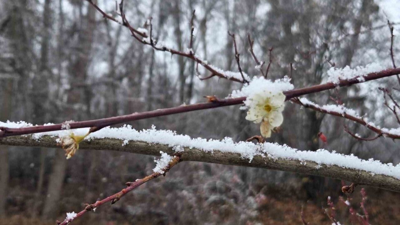 Araplı’da 15 Gün Önce Çiçek Açan Erik Ağaçları Kar Altında