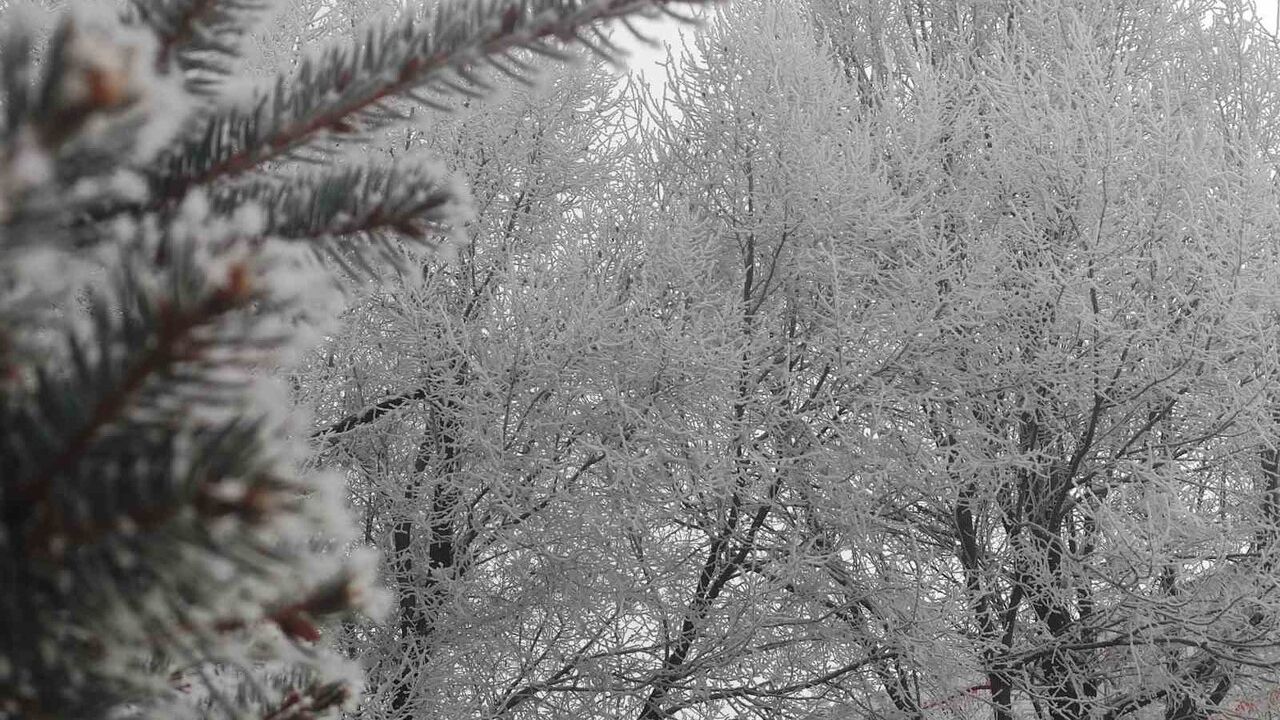 Ardahan'da Dondurucu Soğuklar: Göle'de eksi 17,9 derece, Ağaçlar Kırağıyla Kaplandı