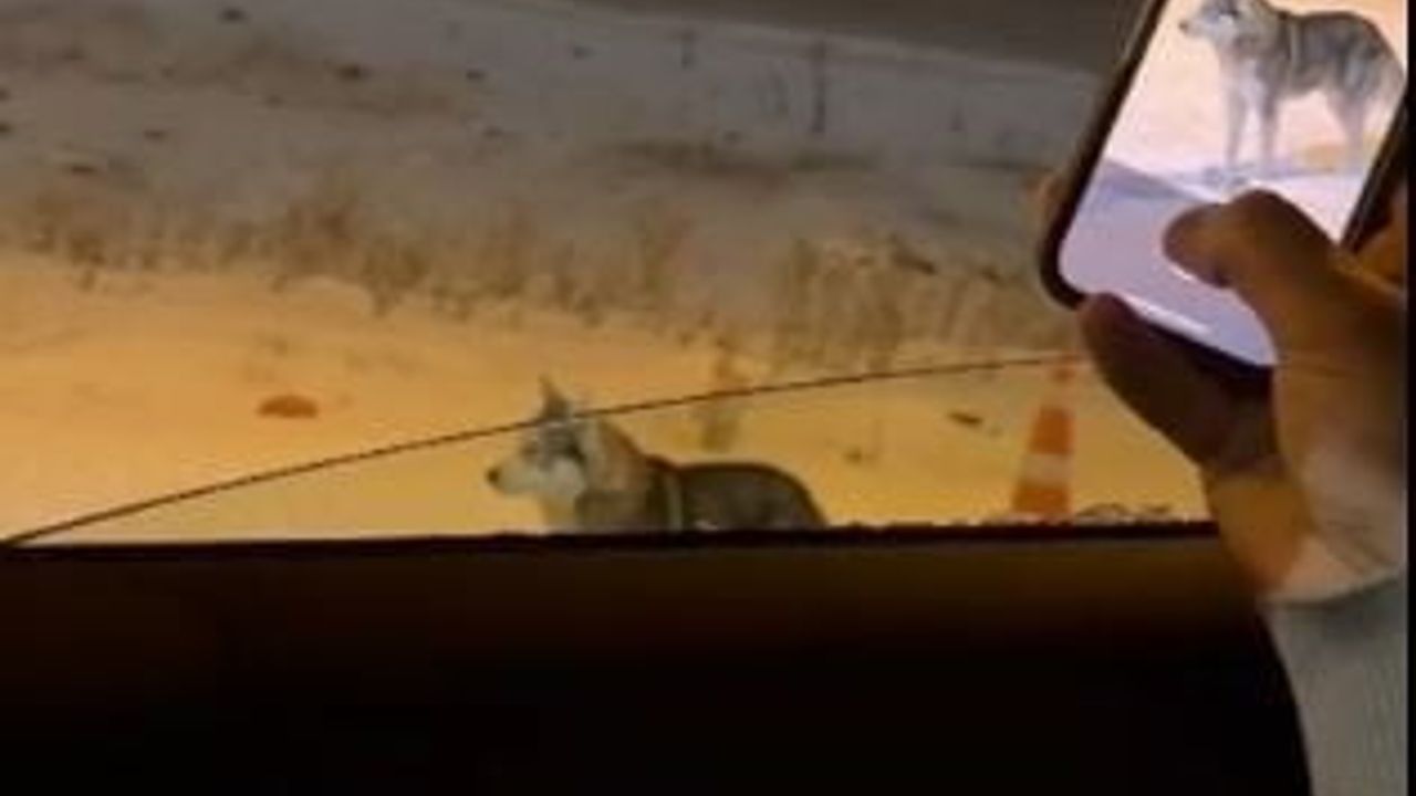 Ardahan'da Şehir Merkezine İnen Kurt Cep Telefonuyla Görüntülendi