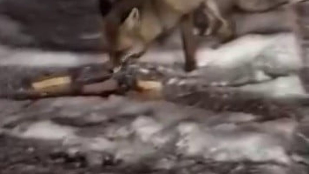 Ardahan Posof’ta Vatandaş 2 Tilkiyi Elleriyle Besledi