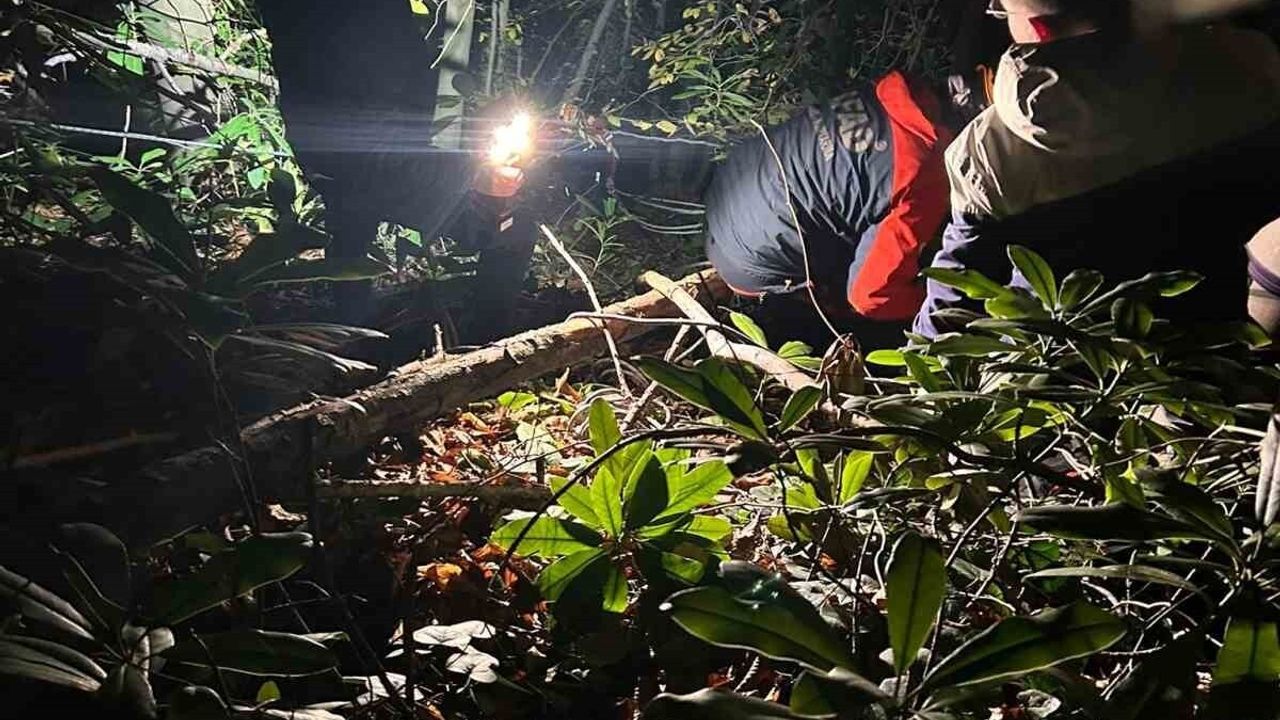 Arifiye'de Orman İşçisi Düşerek Yaralandı — AFAD ve UMKE Müdahale Etti