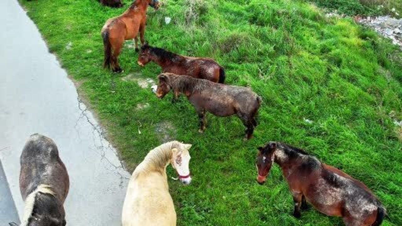 Arnavutköy'de Başıboş Atlar Trafiği Tehlikeye Atıyor