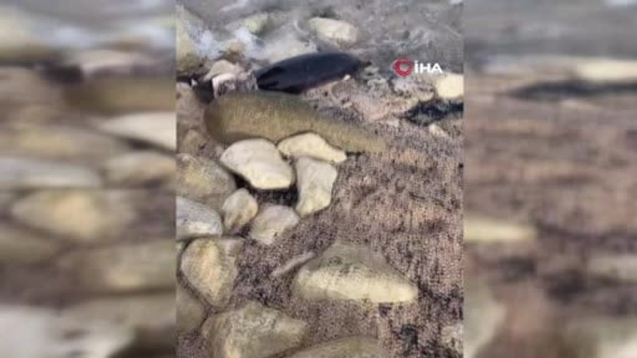 Arnavutköy Karaburun Sahili'nde Peş Peşe 2 Yunus Sahile Vurdu